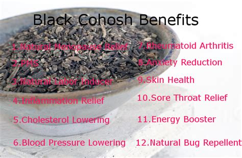 what does black halls do to a woman|The Truth About Black Cohosh Supplements for。